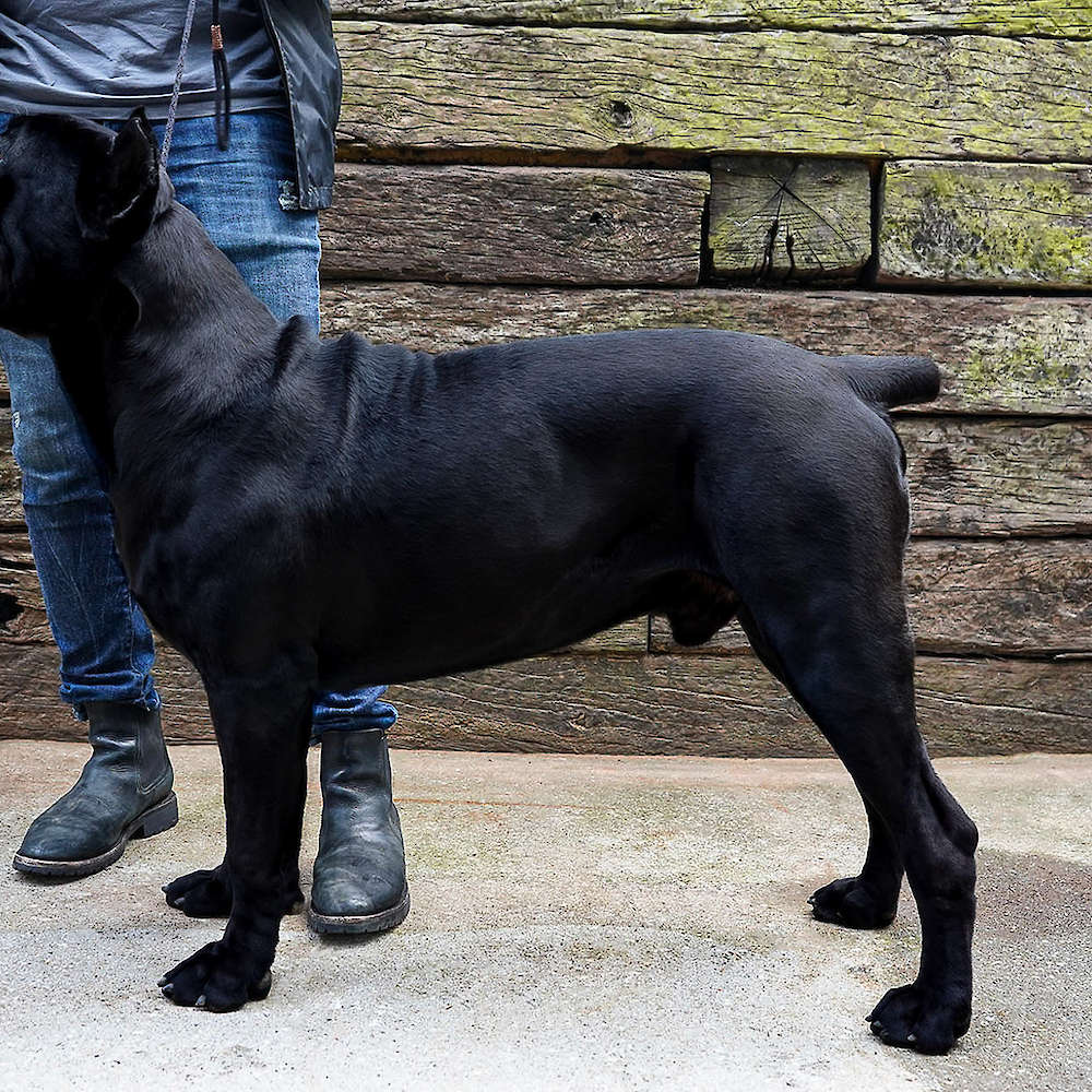 Manuel Di T Cane Dos Talarico