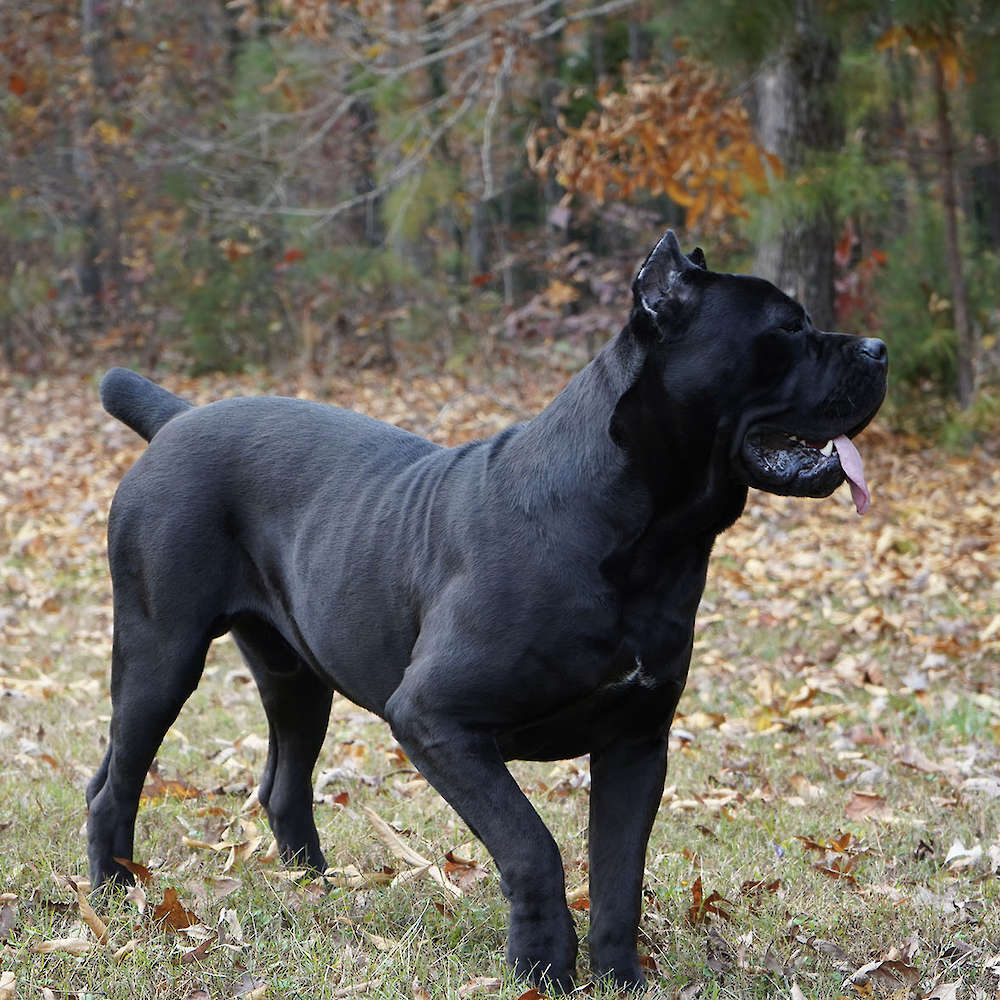 Manuel Di T Cane Dos Talarico