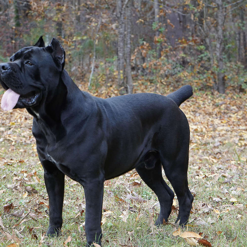 Manuel Di T Cane Dos Talarico