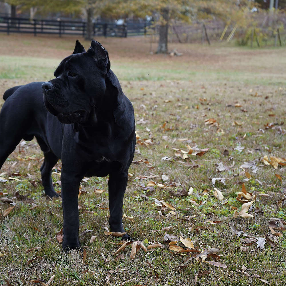 Manuel Di T Cane Dos Talarico