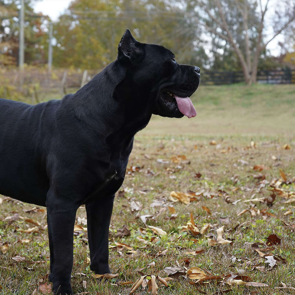 Manuel Di T Cane Dos Talarico