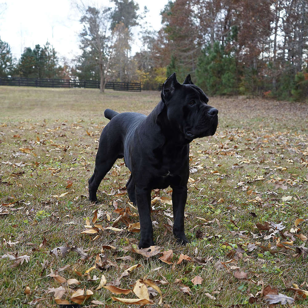 Manuel Di T Cane Dos Talarico
