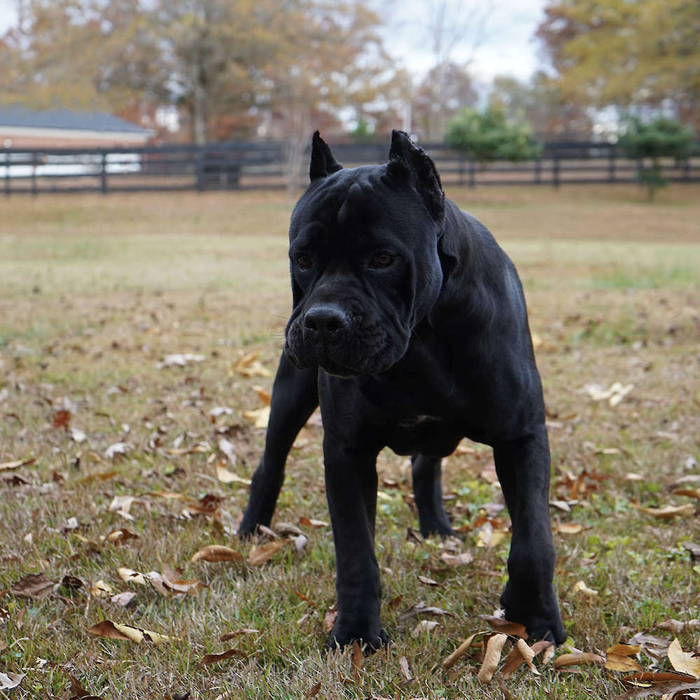 Manuel Di T Cane Dos Talarico
