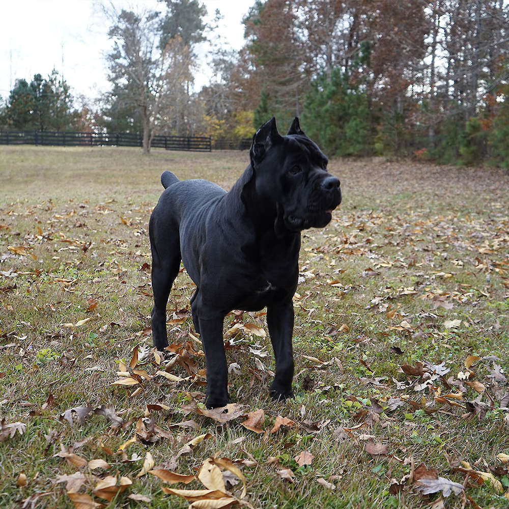 Manuel Di T Cane Dos Talarico