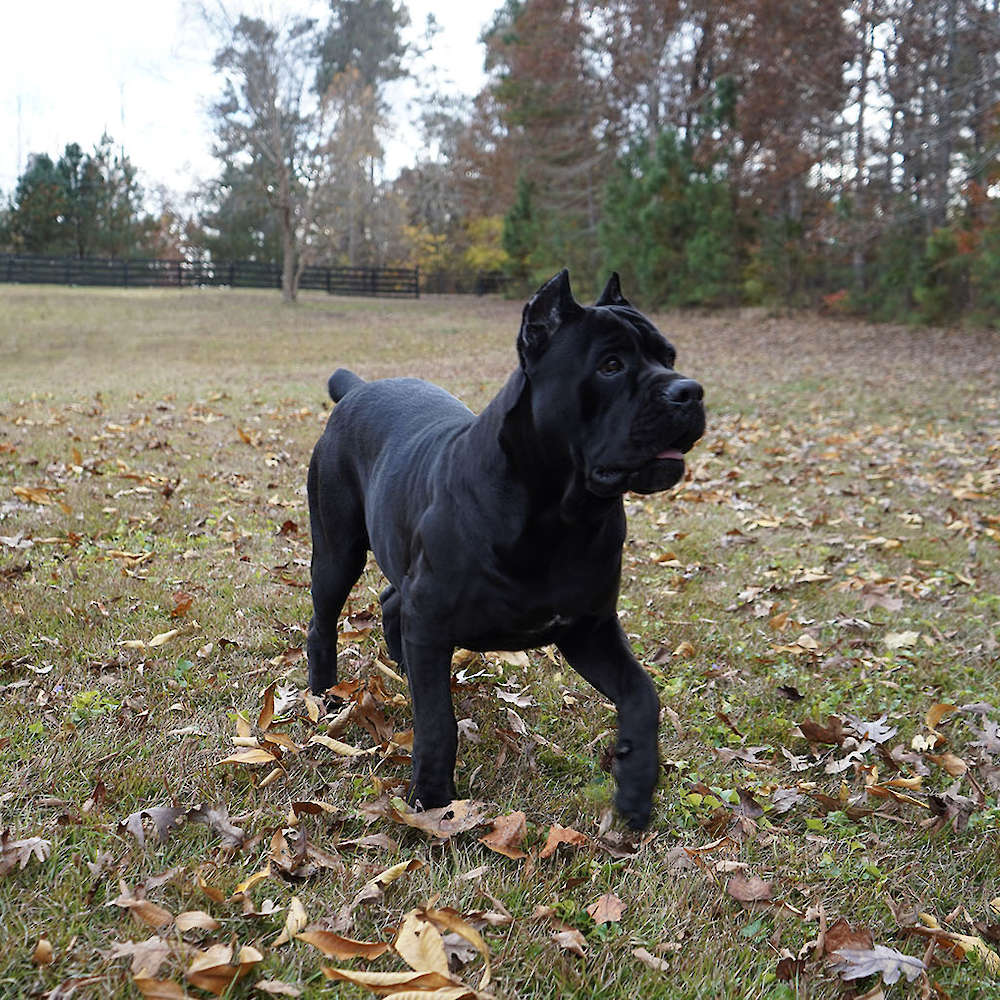 Manuel Di T Cane Dos Talarico