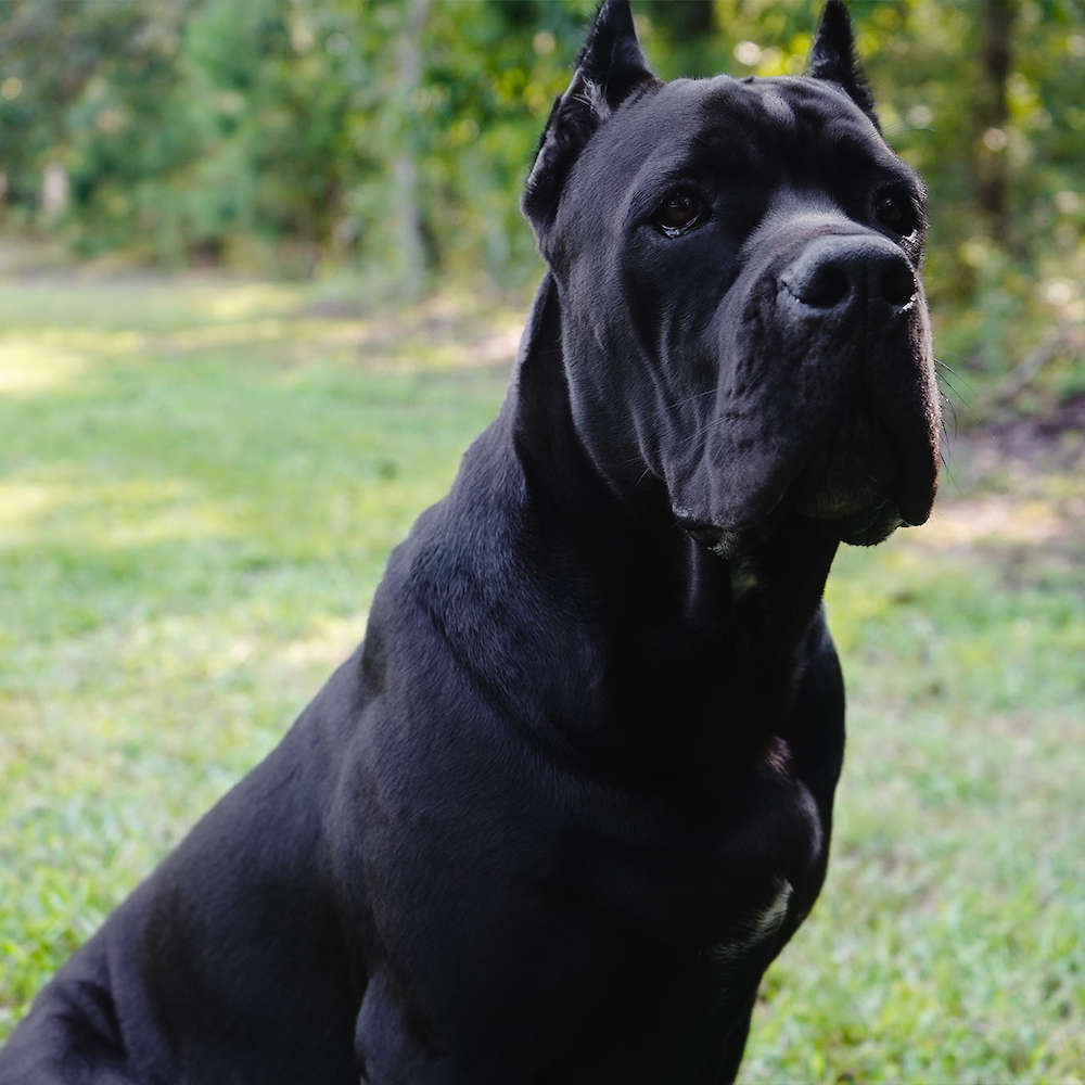 Manuel Di T Cane Dos Talarico