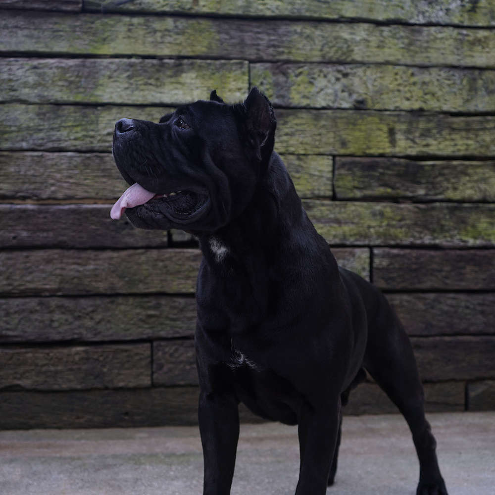 Manuel Di T Cane Dos Talarico