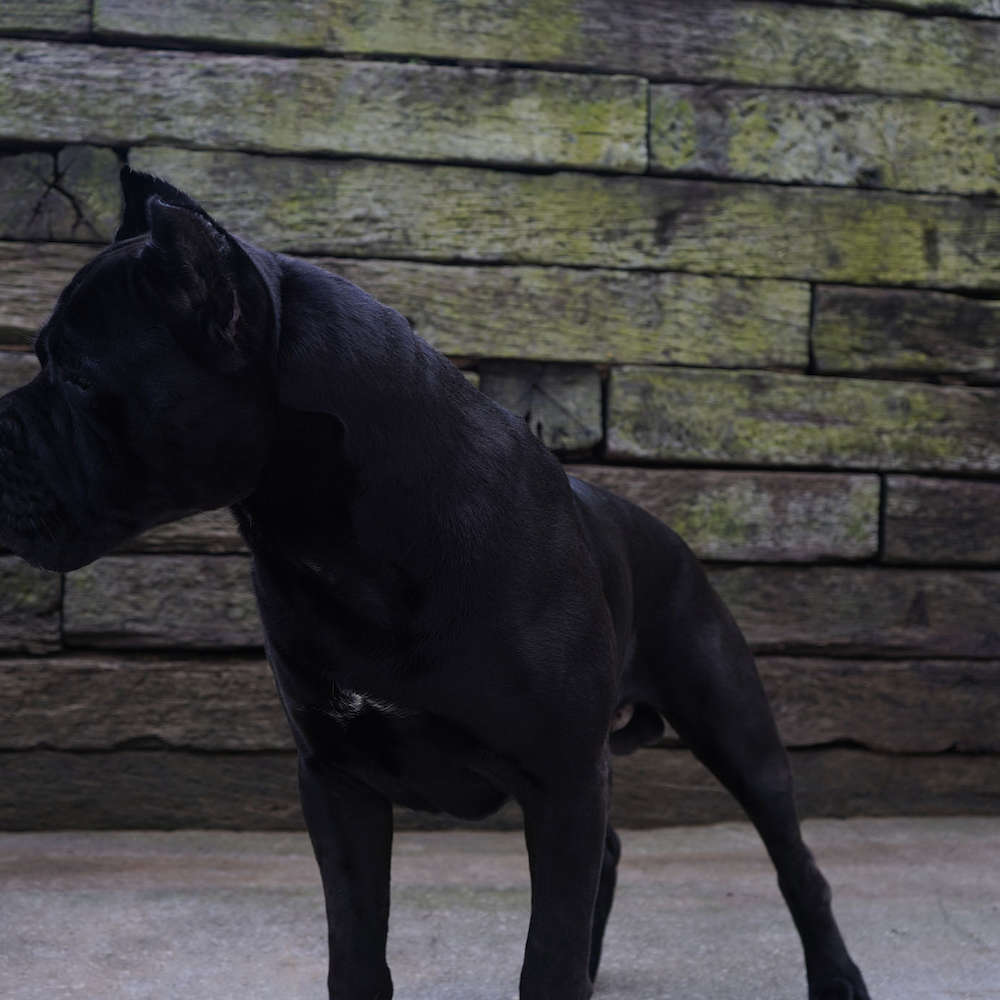 Manuel Di T Cane Dos Talarico