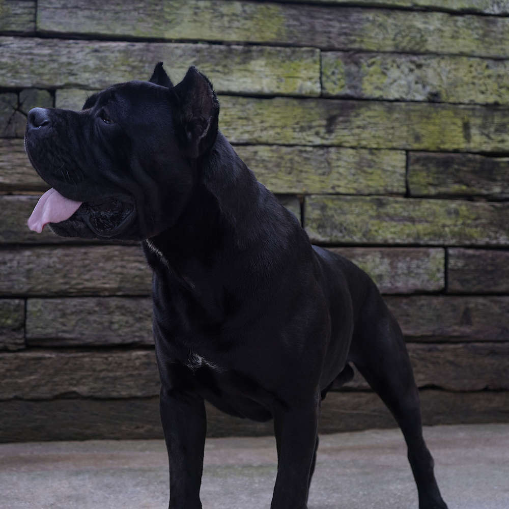 Manuel Di T Cane Dos Talarico