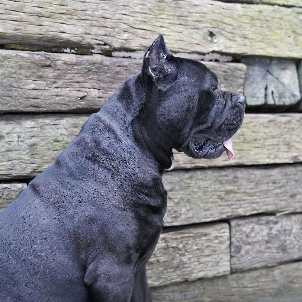 Manuel Di T Cane Dos Talarico