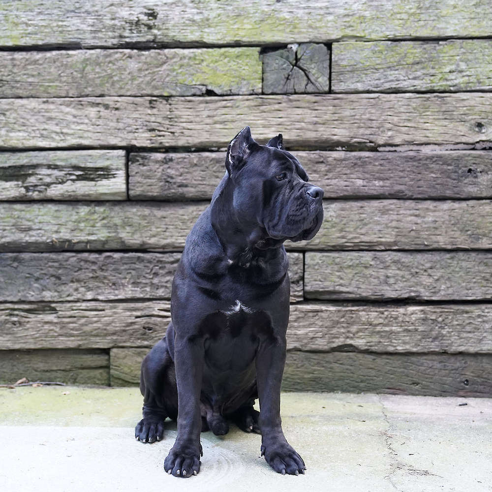 Manuel Di T Cane Dos Talarico