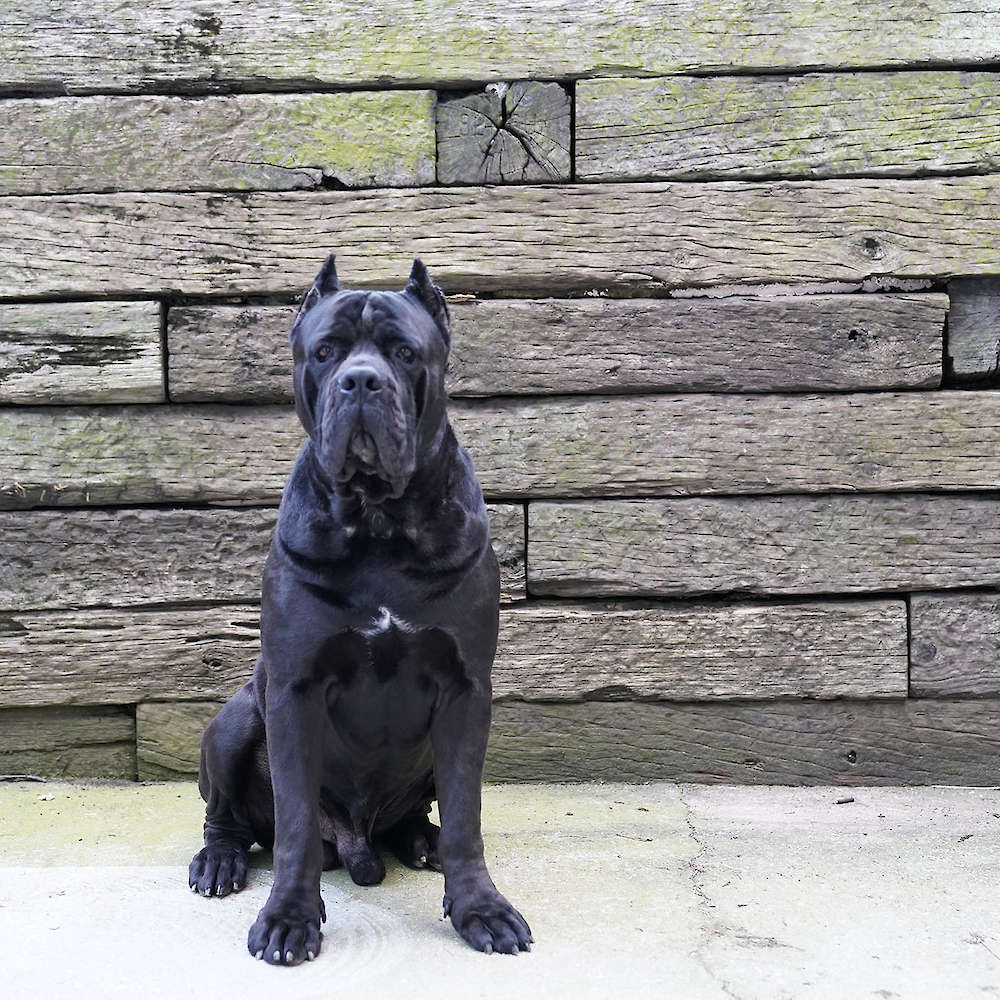 Manuel Di T Cane Dos Talarico