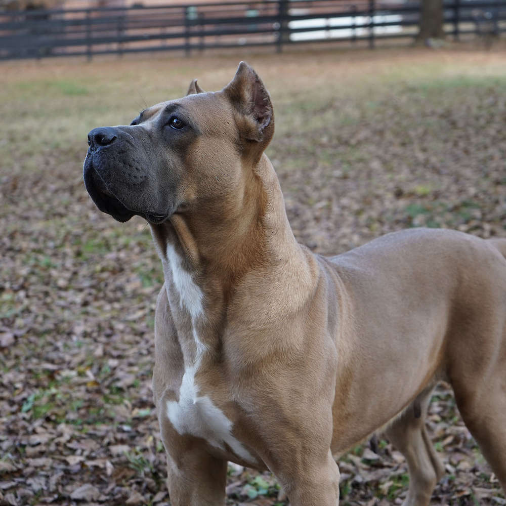 Bvlgari Del Coritano