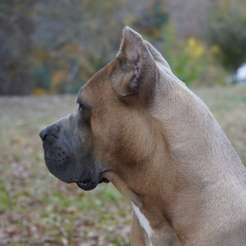 Bvlgari Del Coritano