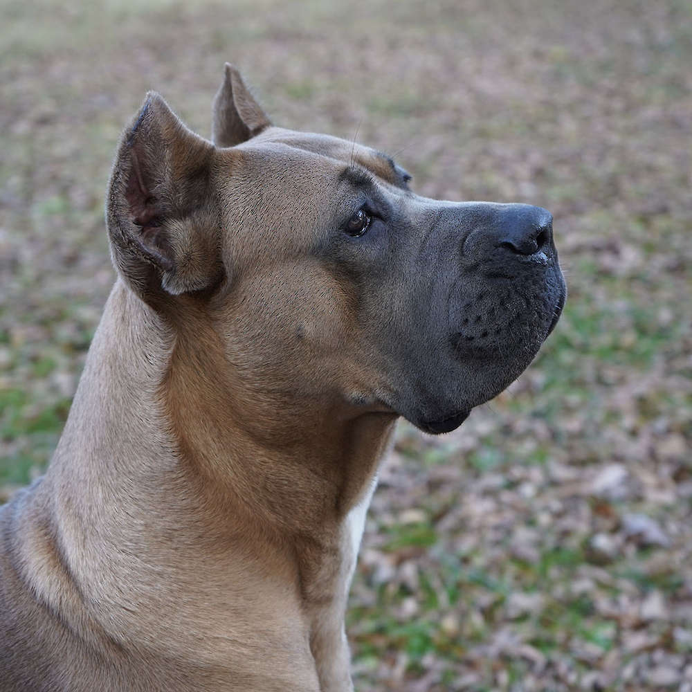 Bvlgari Del Coritano