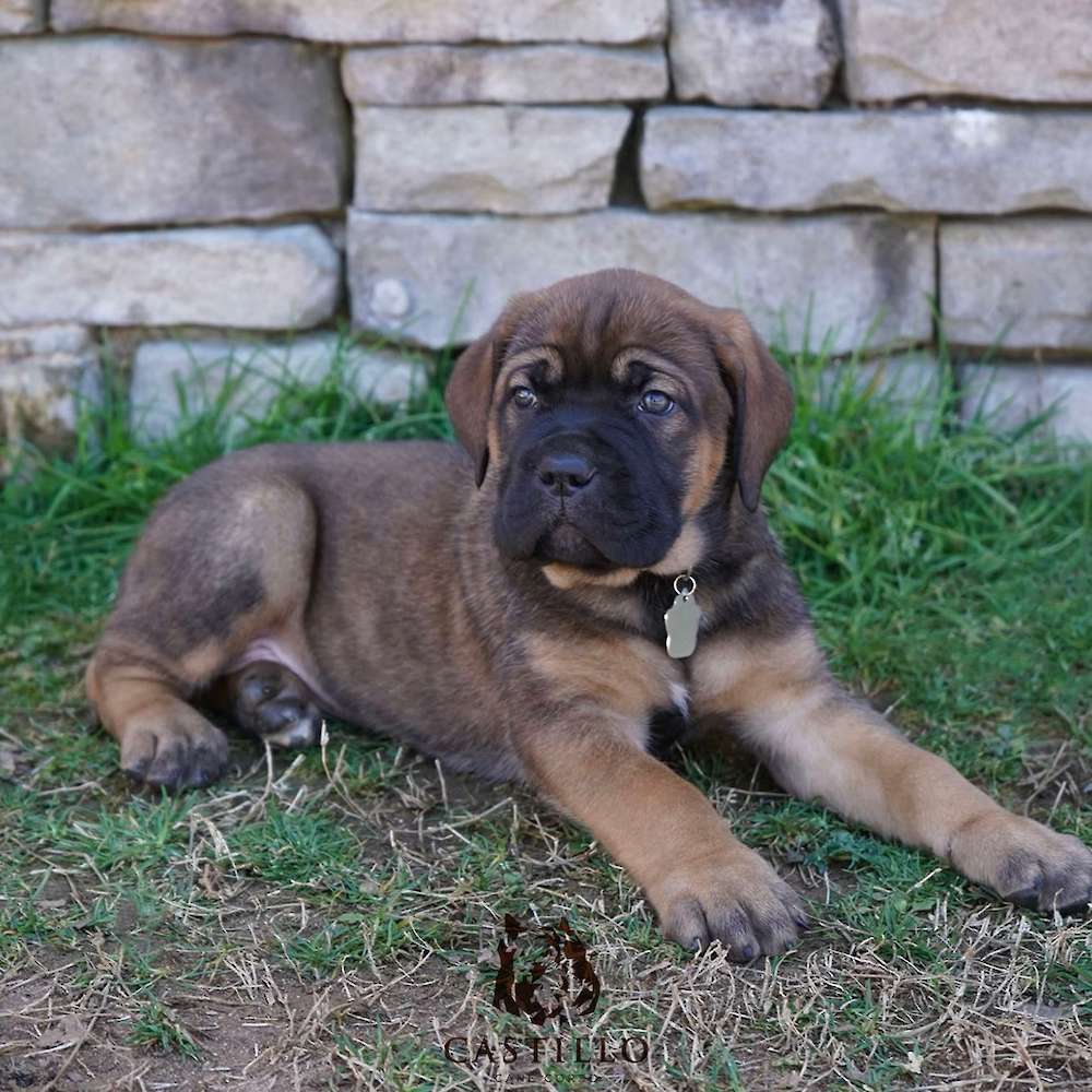 Apollo X Bvlgari Litter A