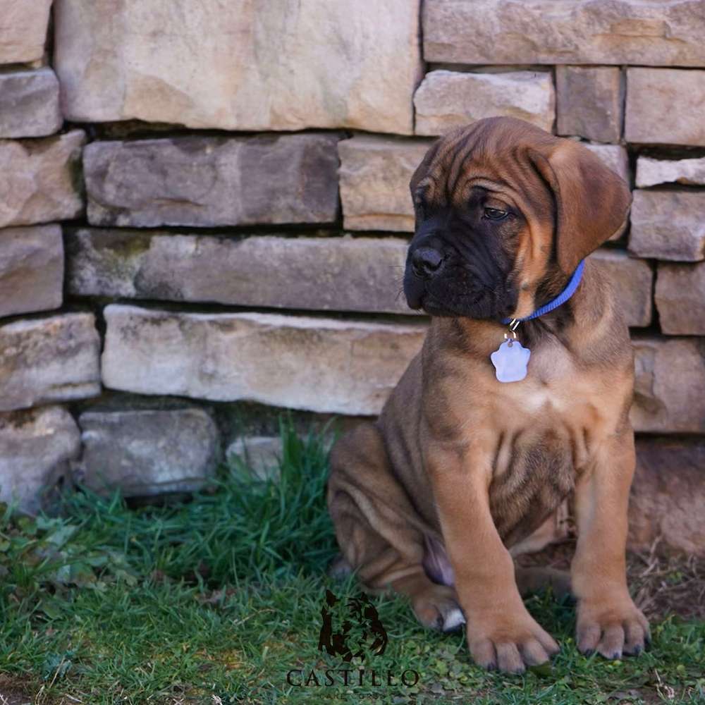 Apollo X Bvlgari Litter A