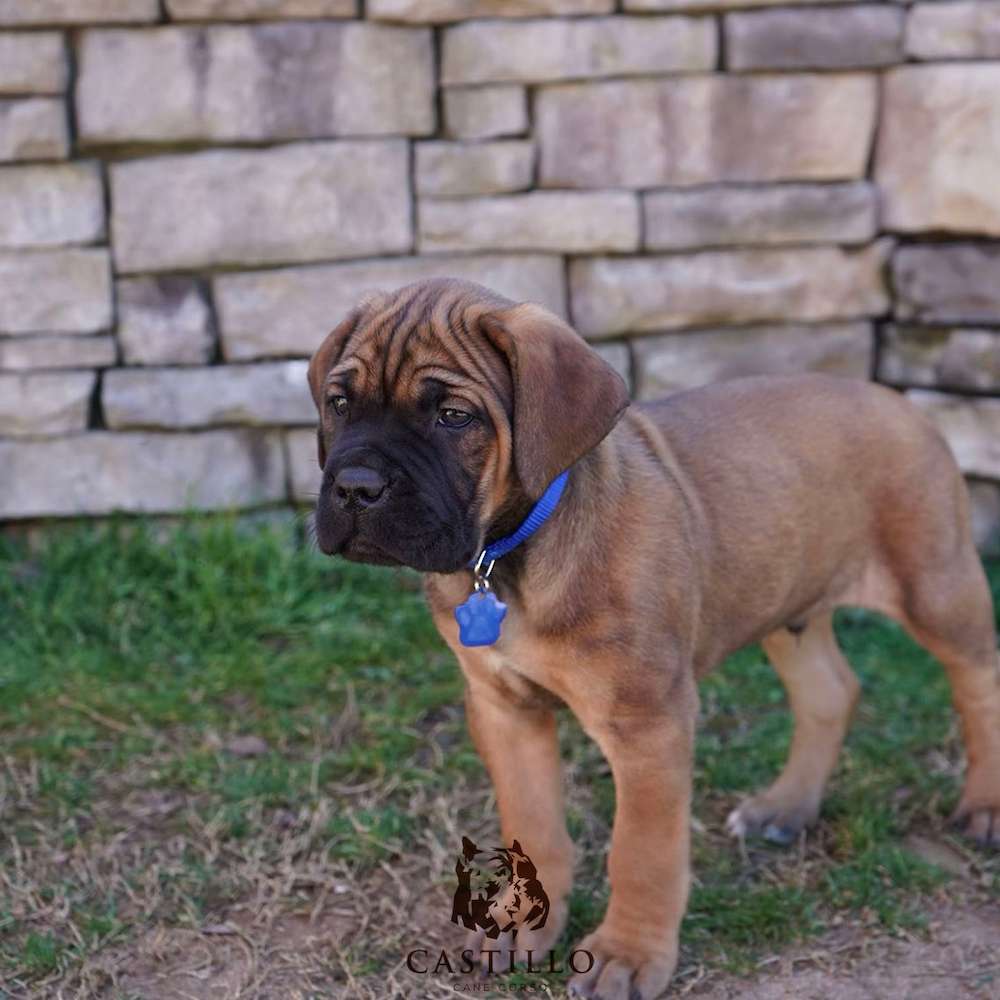 Apollo X Bvlgari Litter A