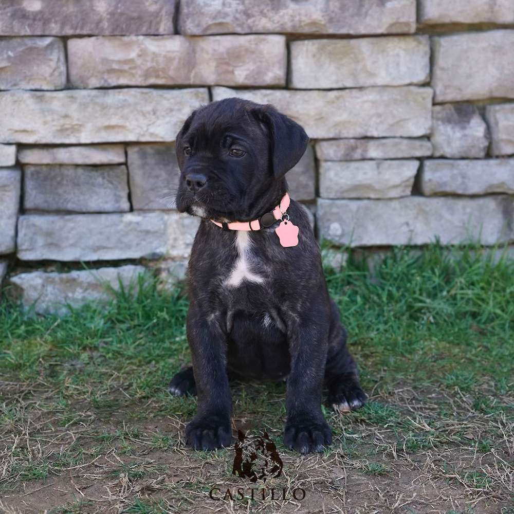 Apollo X Bvlgari Litter A