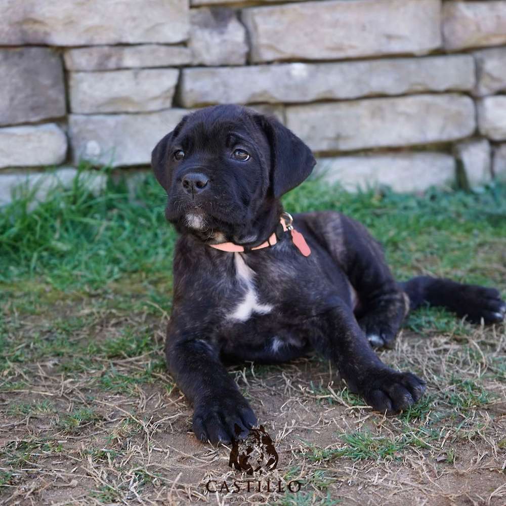 Apollo X Bvlgari Litter A