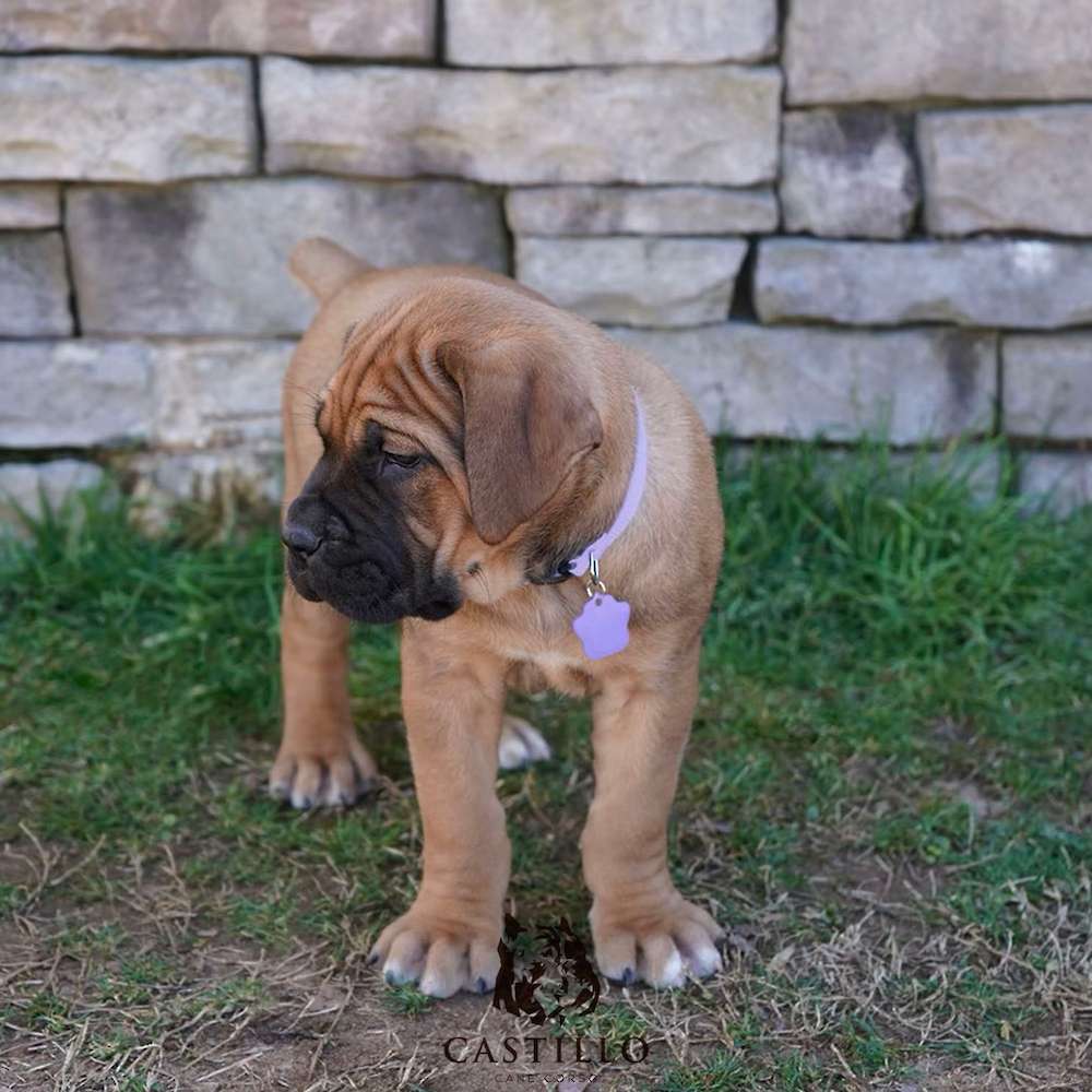 Apollo X Bvlgari Litter A