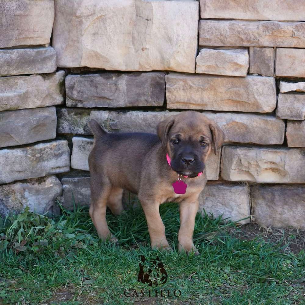 Apollo X Bvlgari Litter A