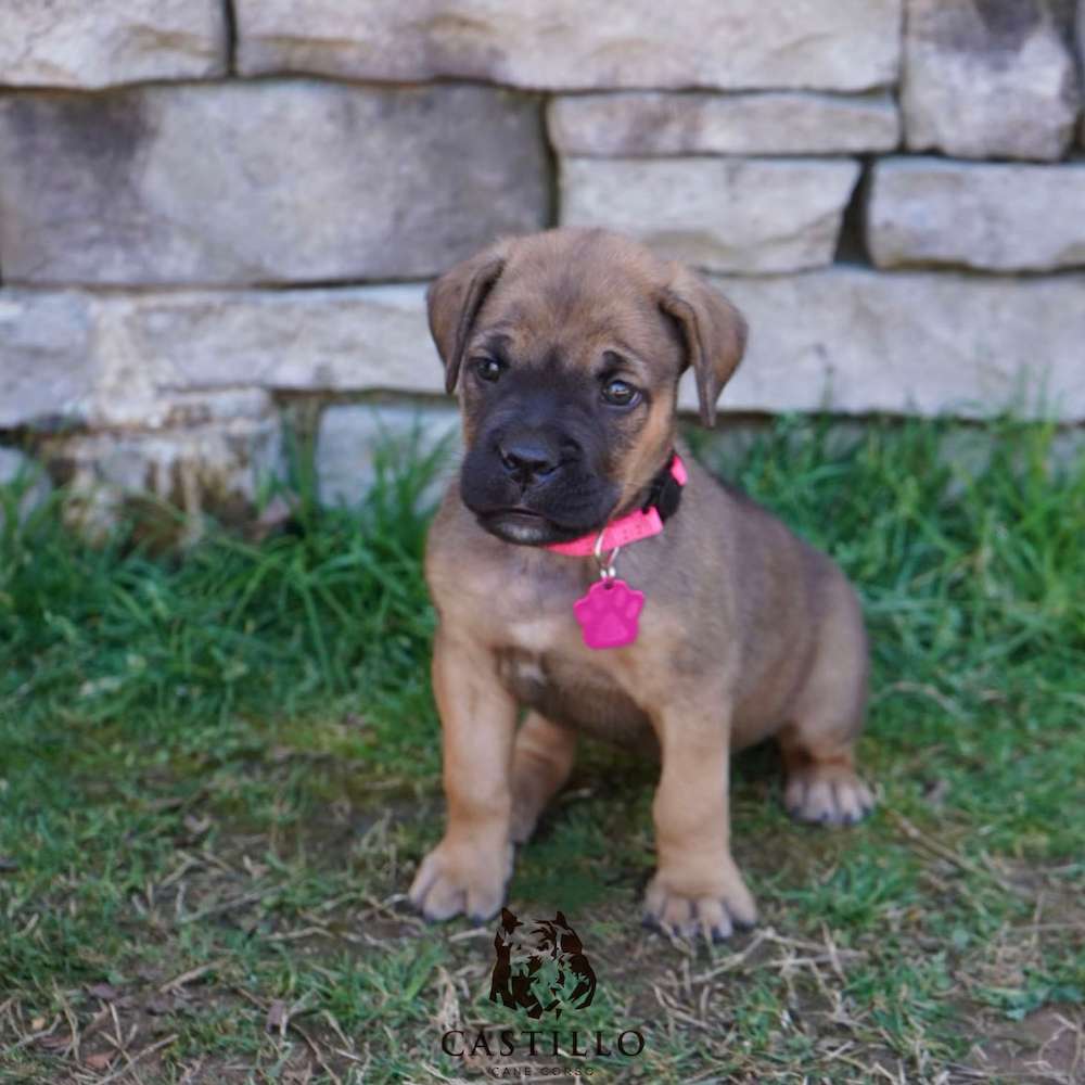 Apollo X Bvlgari Litter A