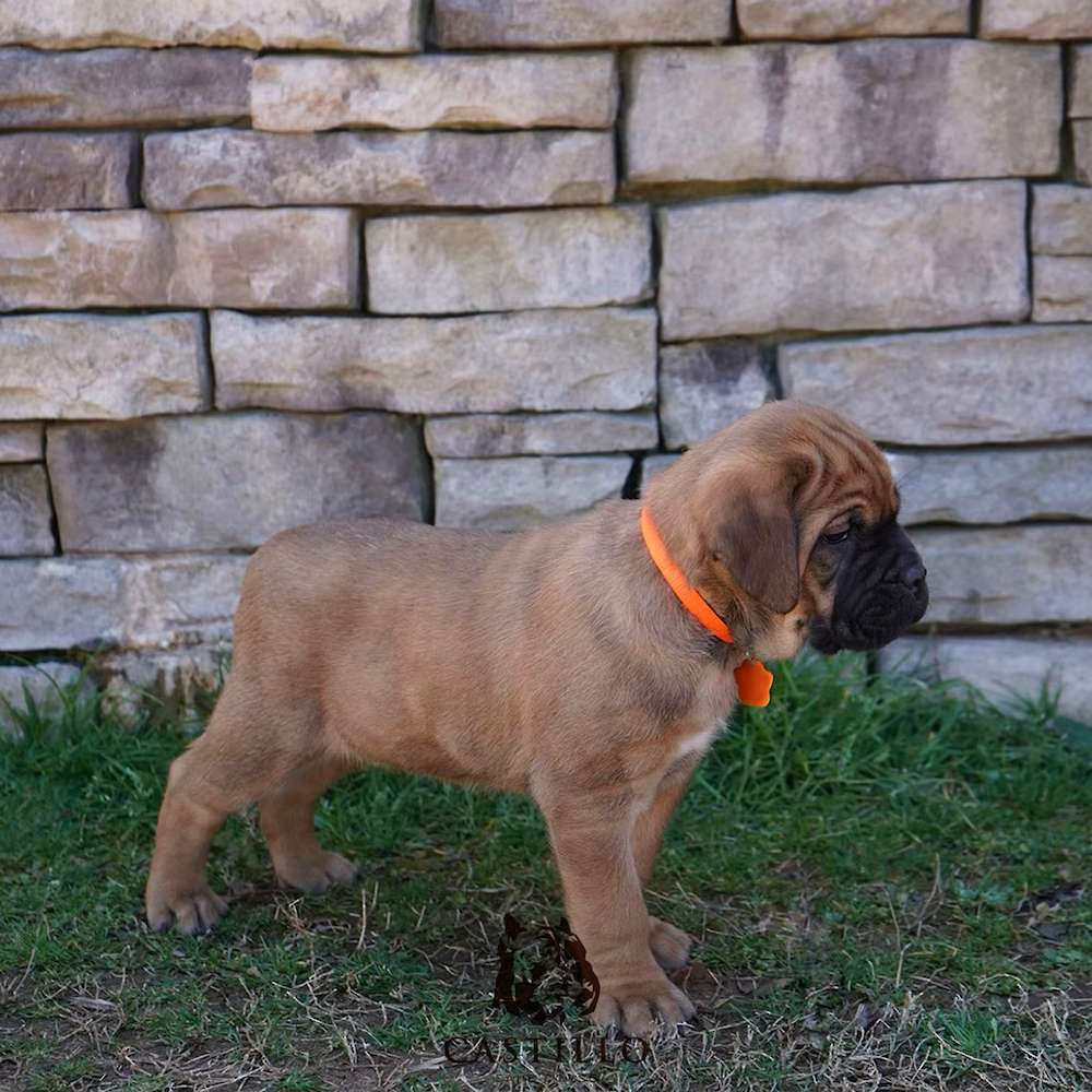 Apollo X Bvlgari Litter A