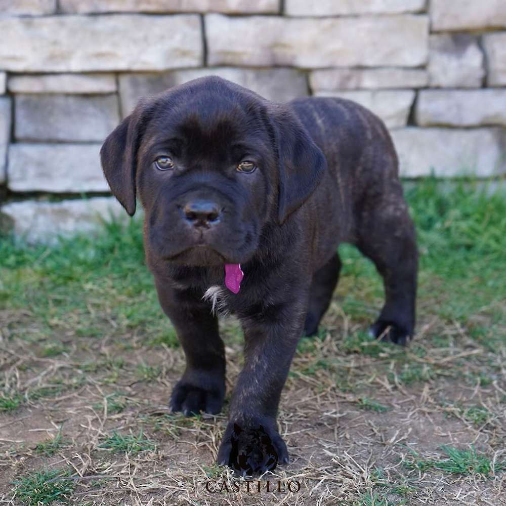 Apollo X Bvlgari Litter A