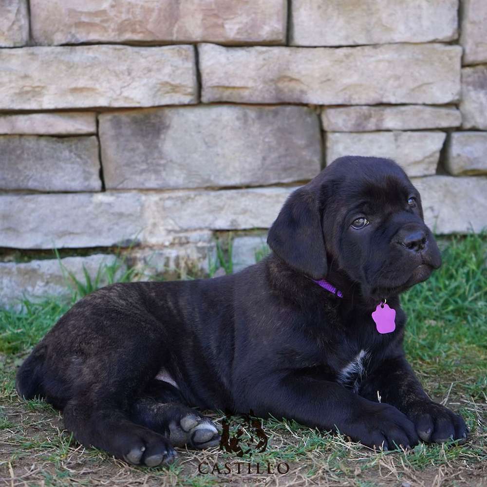 Apollo X Bvlgari Litter A