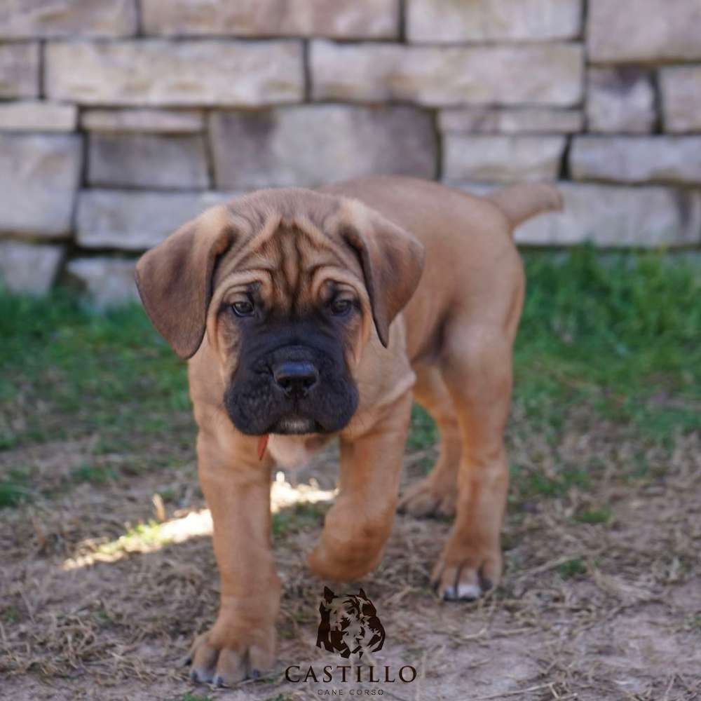 Apollo X Bvlgari Litter A