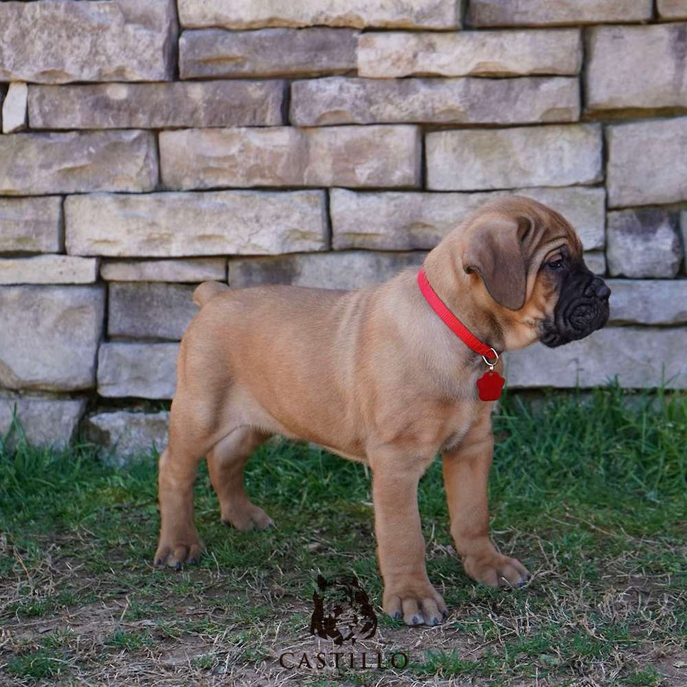 Apollo X Bvlgari Litter A