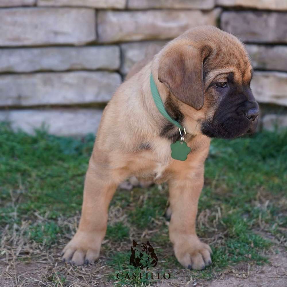 Apollo X Bvlgari Litter A