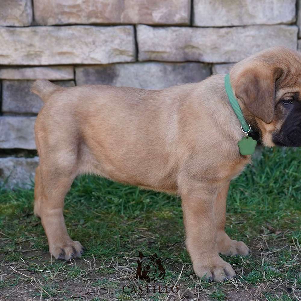 Apollo X Bvlgari Litter A