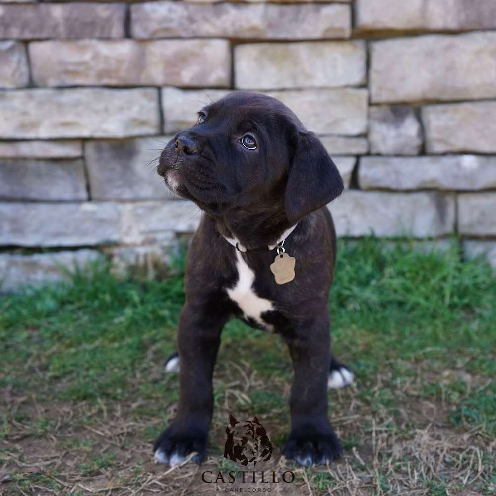 Apollo X Bvlgari Litter A