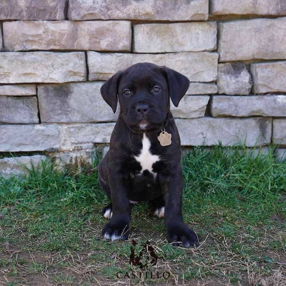 Apollo X Bvlgari Litter A