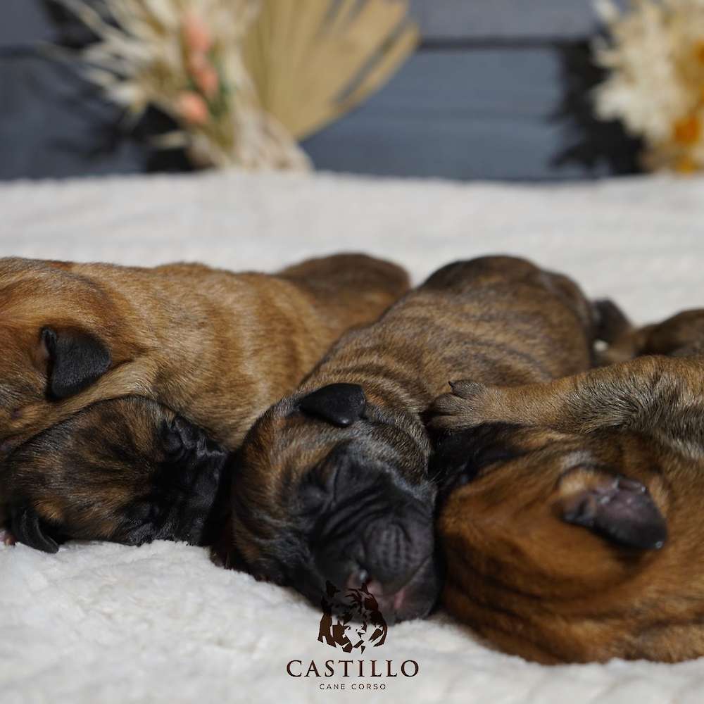 Apollo X Bvlgari Litter A