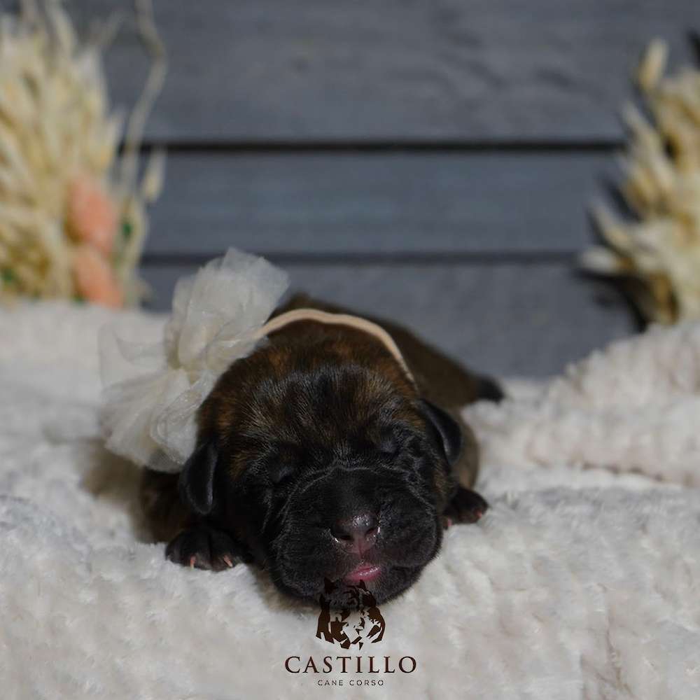 Apollo X Bvlgari Litter A