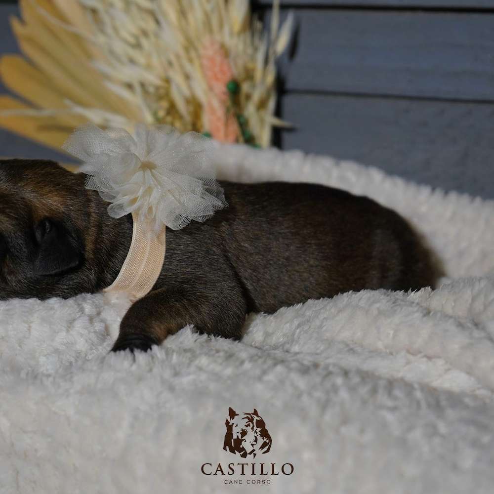 Apollo X Bvlgari Litter A