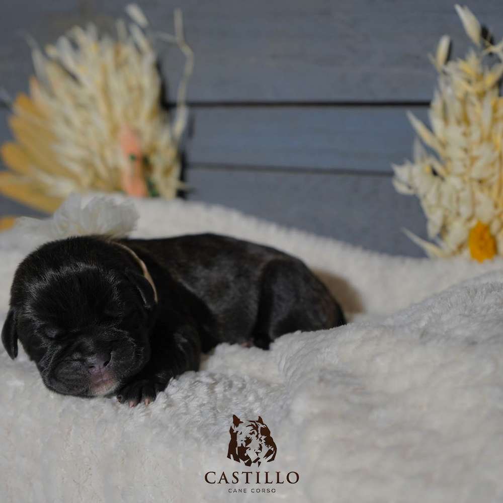 Apollo X Bvlgari Litter A