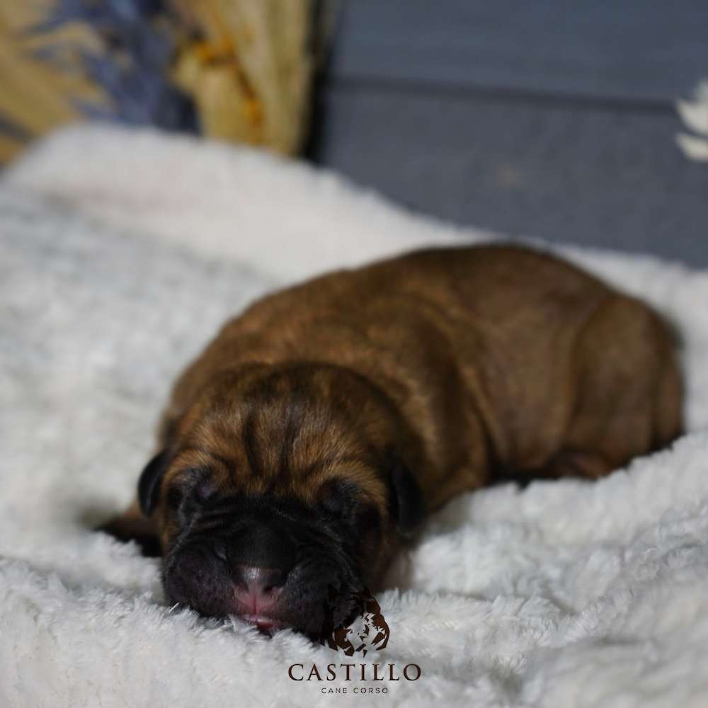 Apollo X Bvlgari Litter A