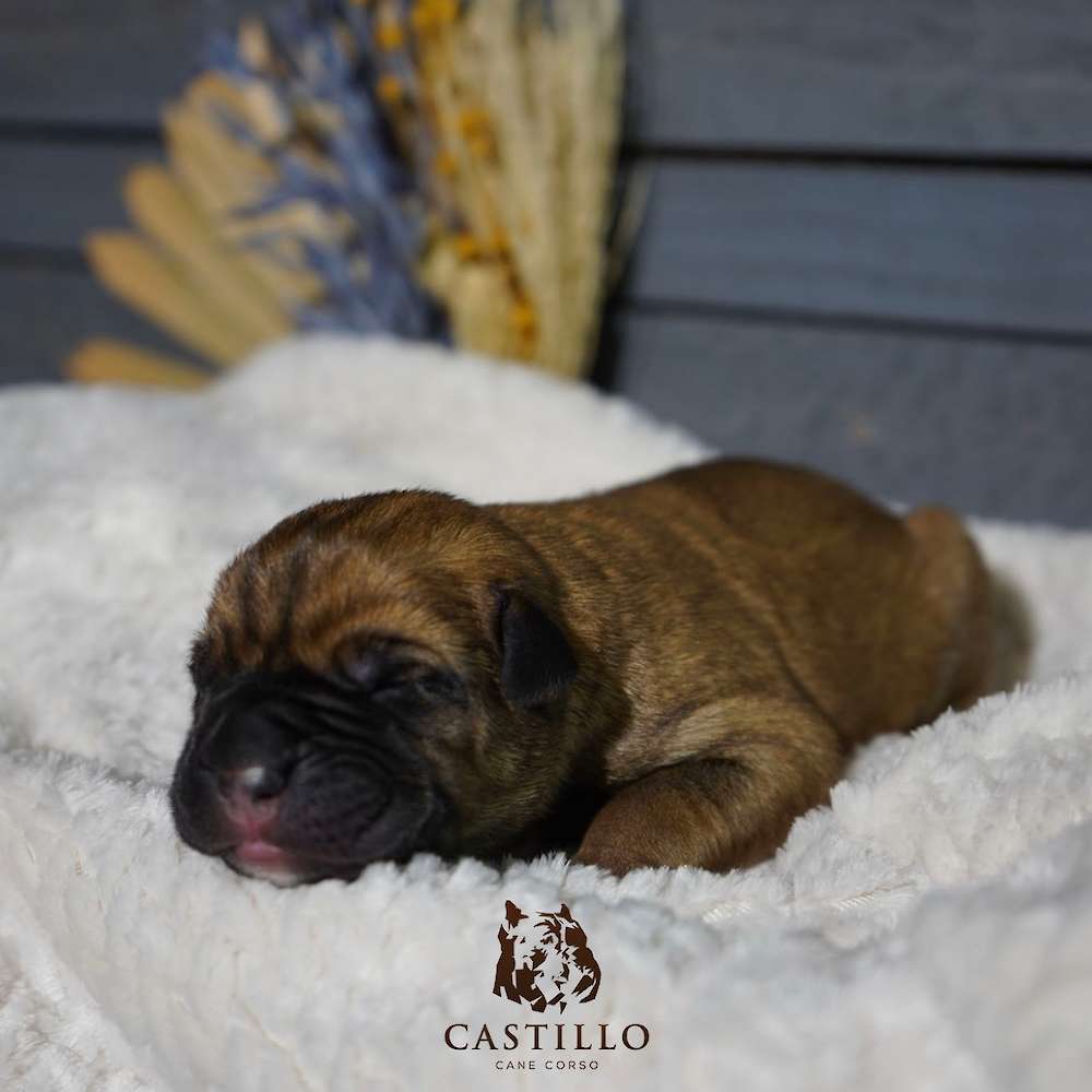 Apollo X Bvlgari Litter A