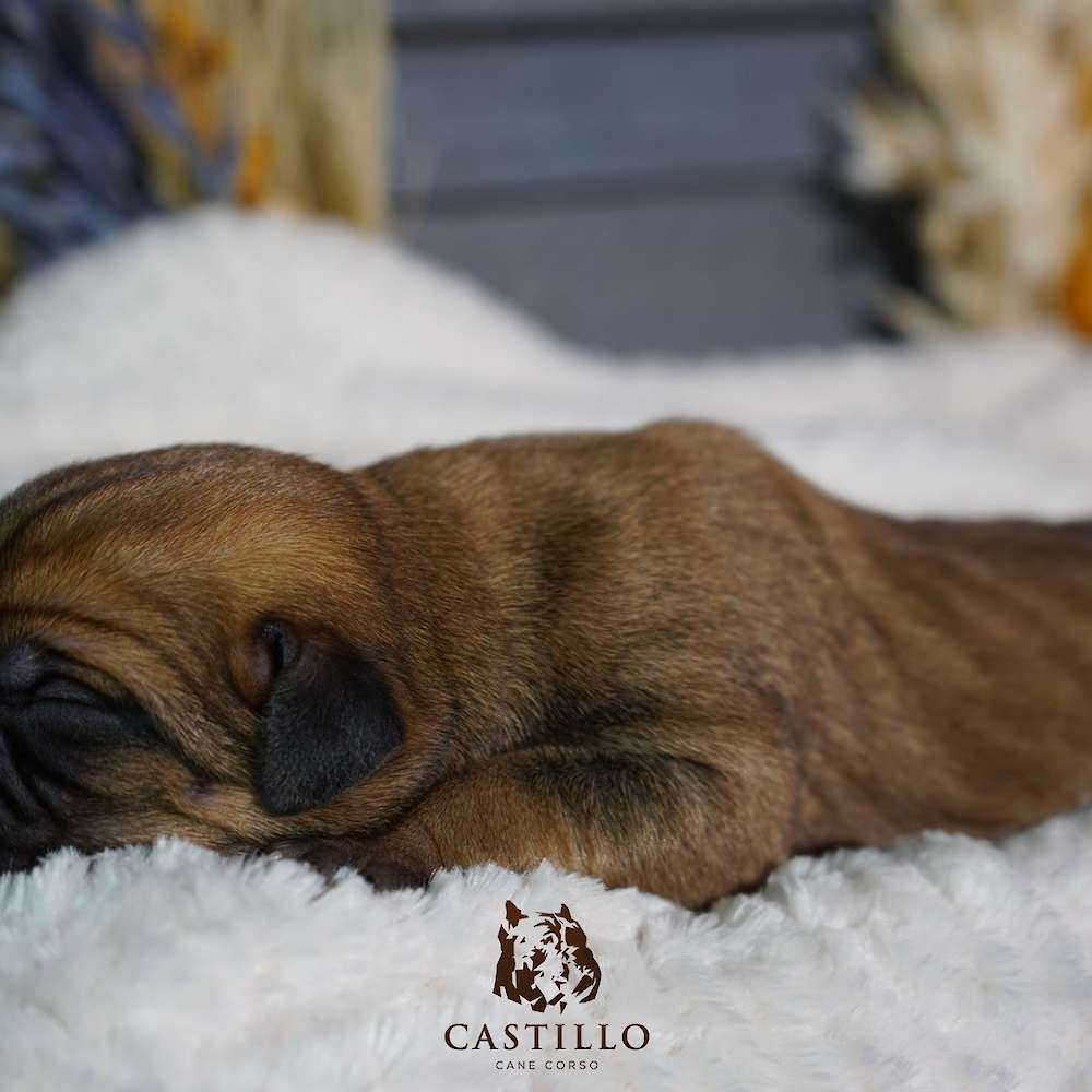 Apollo X Bvlgari Litter A