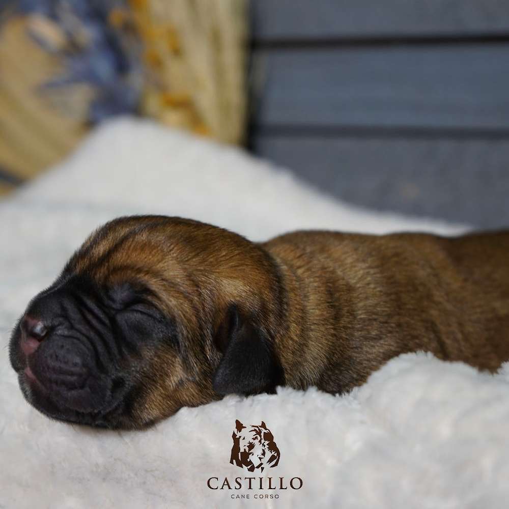 Apollo X Bvlgari Litter A