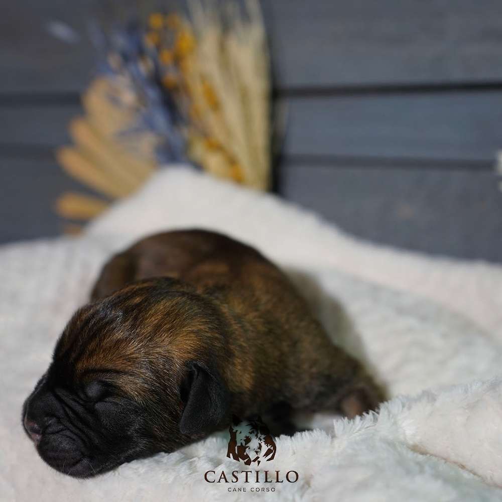 Apollo X Bvlgari Litter A