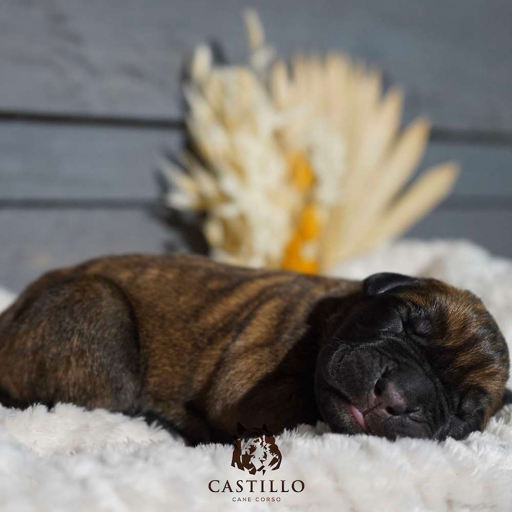 Apollo X Bvlgari Litter A