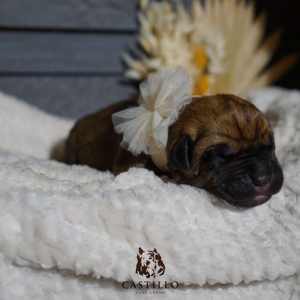 Apollo X Bvlgari Litter A