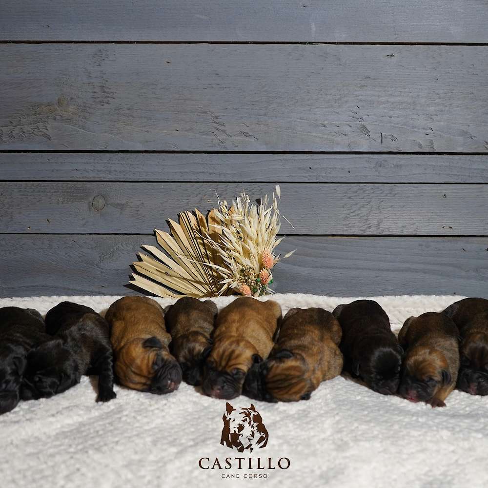 Apollo X Bvlgari Litter A