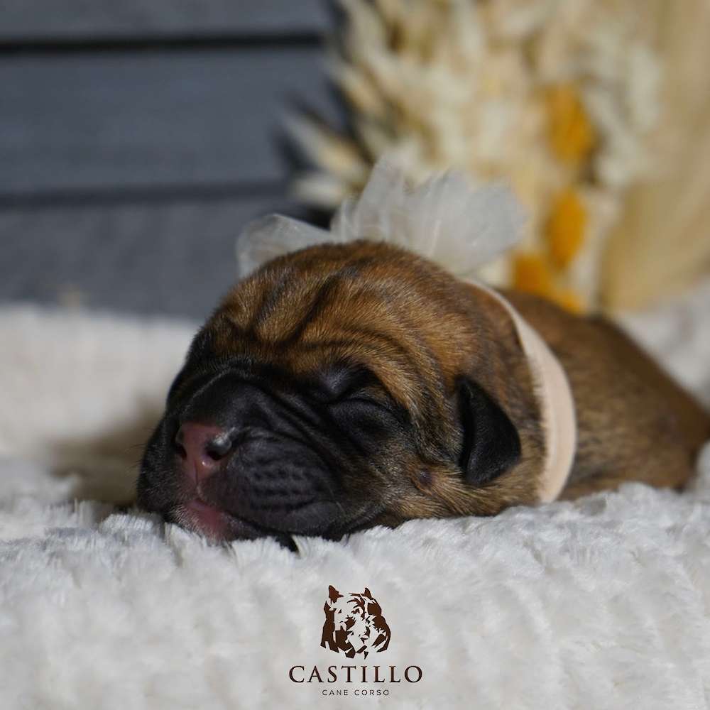 Apollo X Bvlgari Litter A