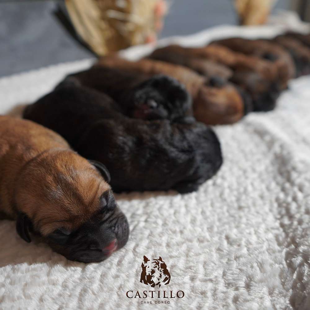 Apollo X Bvlgari Litter A